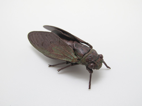 自在置物標本箱 ヒグラシ＜オス＞