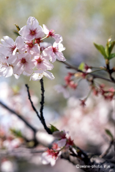 マミヤセコールP 127mm F4.7 (プレス用)／マミヤプレスファンクラブ