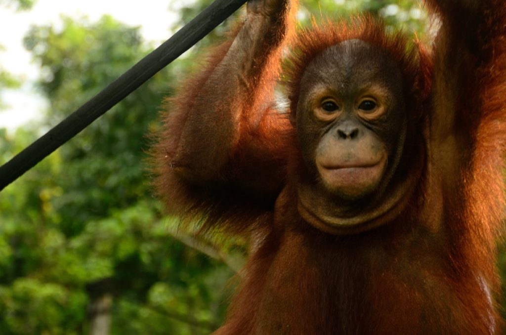 森の人」を通して見つめる、森林そして社会の現状