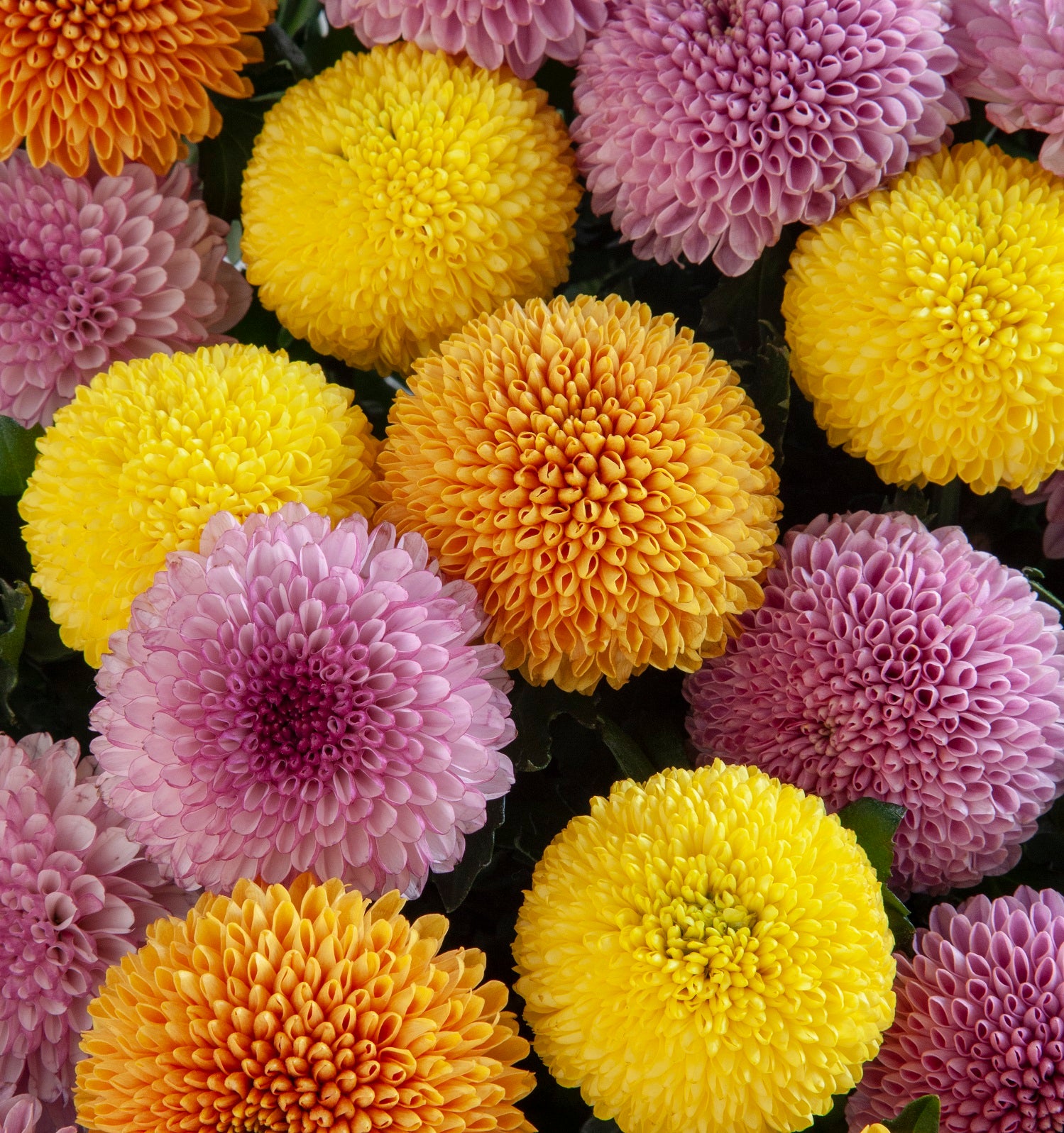 秋の風物詩 菊の花が語る日本の文化 「菊華」 – NOREN JAPAN 公式通販