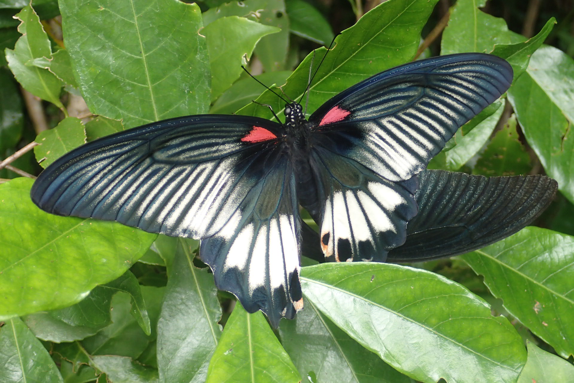 沖永良部島のコノハチョウ＾＾（2018.6.17）
