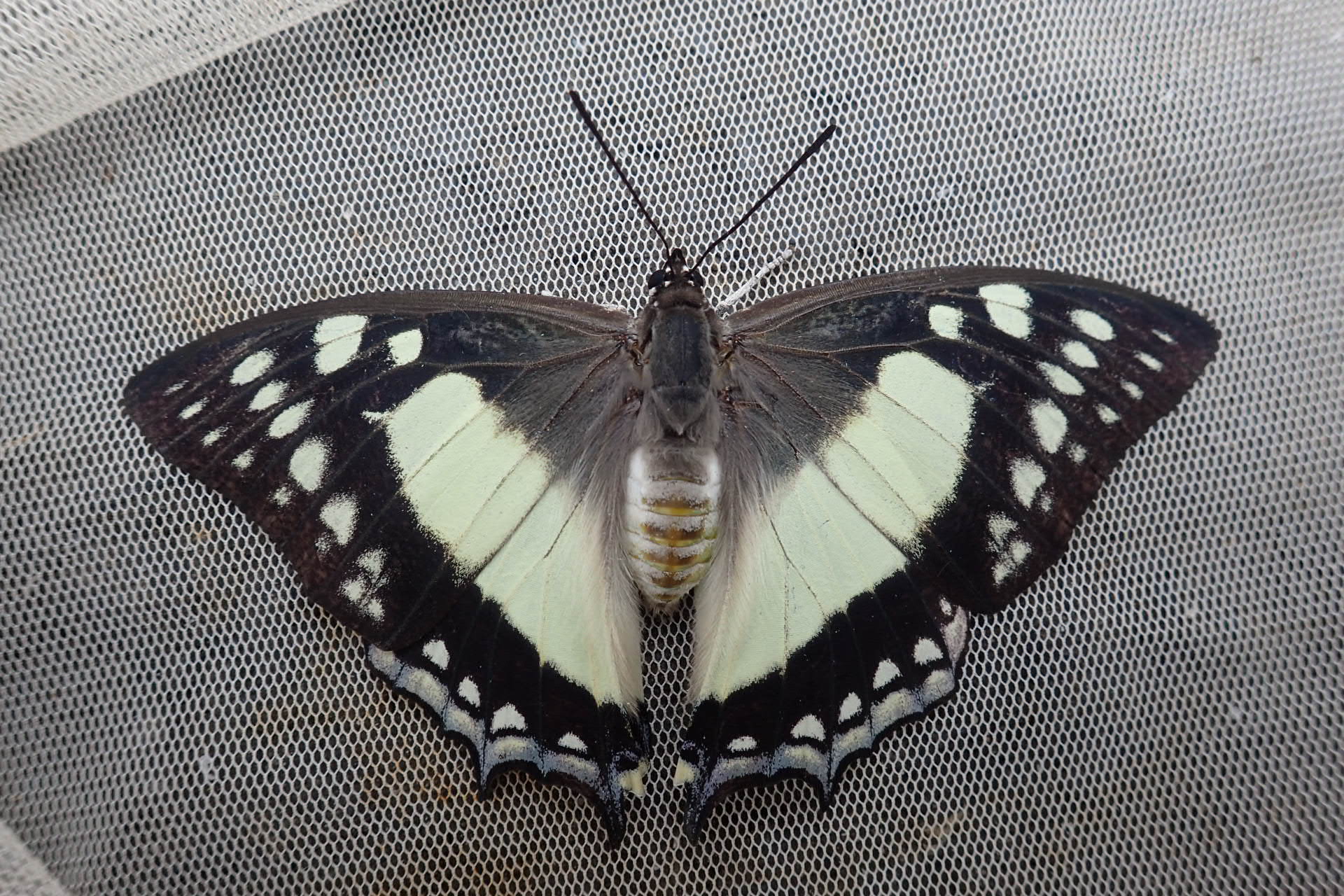 蝶 のアーカイブ