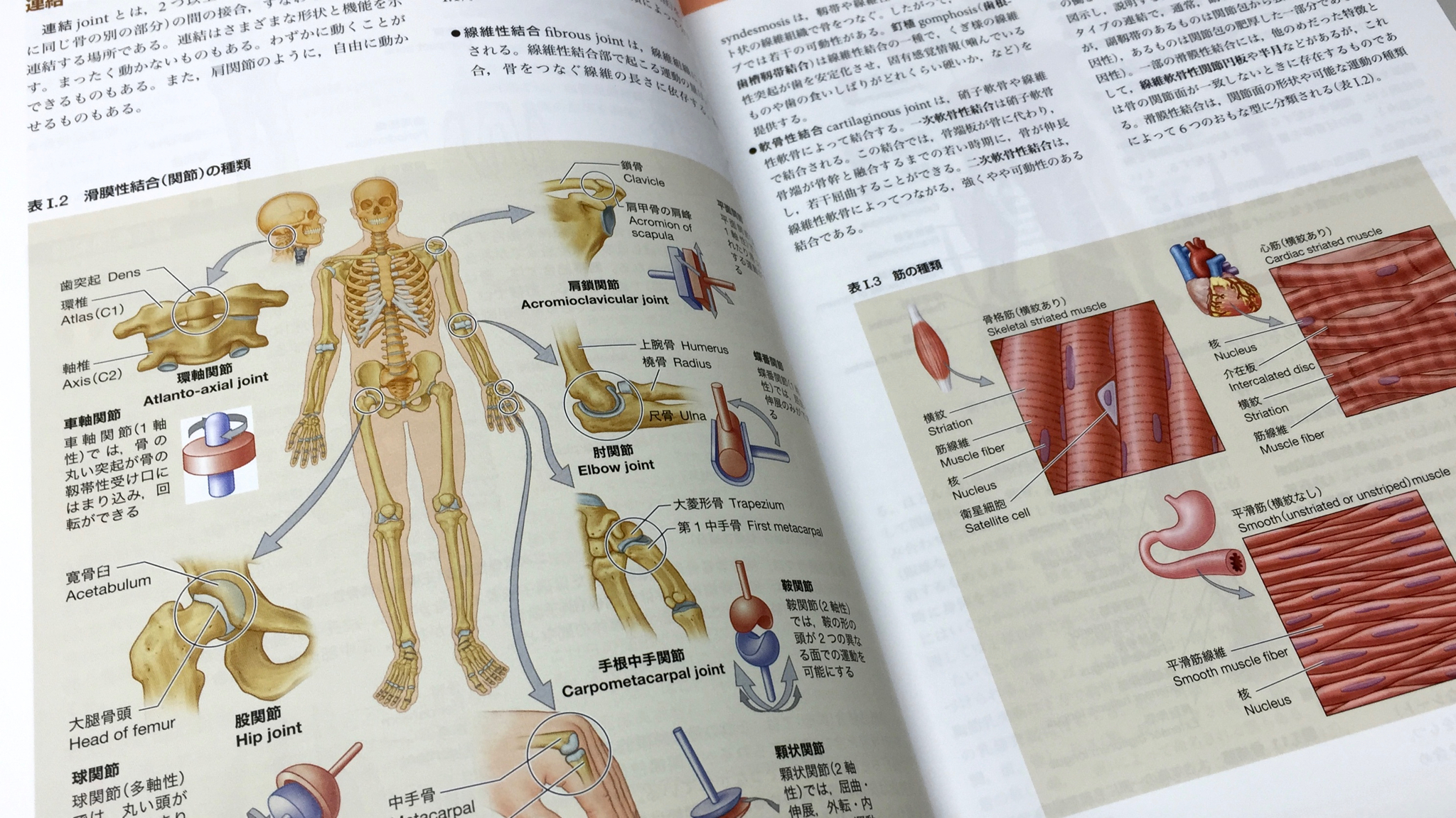 ムーア臨床解剖学 第3版 / Anatomy 今日も明日も/ムーア臨床解剖学 第3版