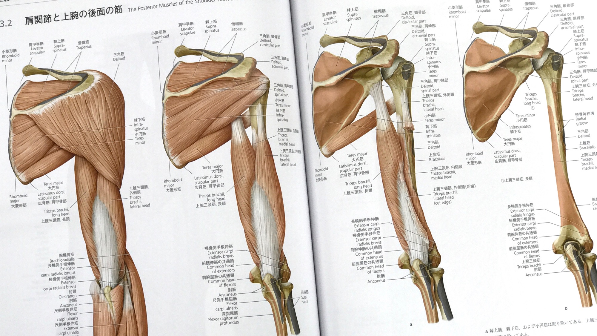 プロメテウス解剖学アトラス 解剖学総論/運動器系 第3版（他2巻