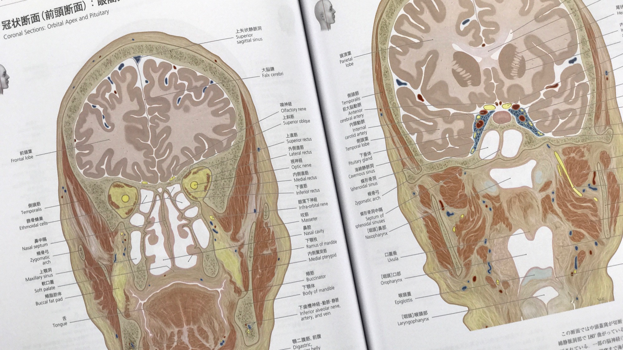 プロメテウス解剖学アトラス 解剖学総論/運動器系 第3版（他2巻