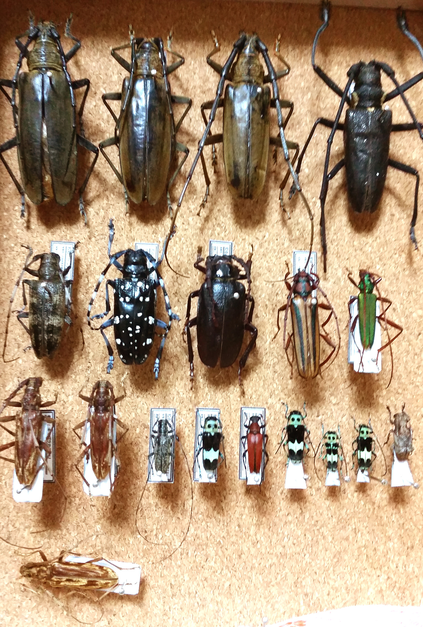 展足】標本を見て振り返る① - けろんの100円で昆虫採集！