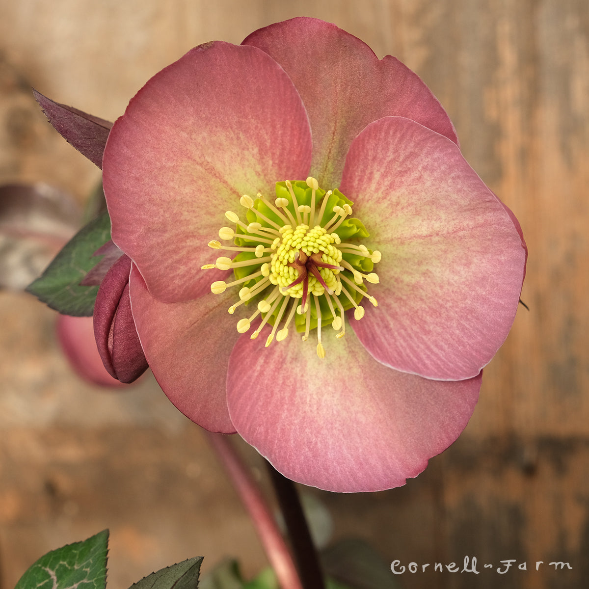 Helleborus Penny's Pink 1gal Frostkiss – Cornell Farm