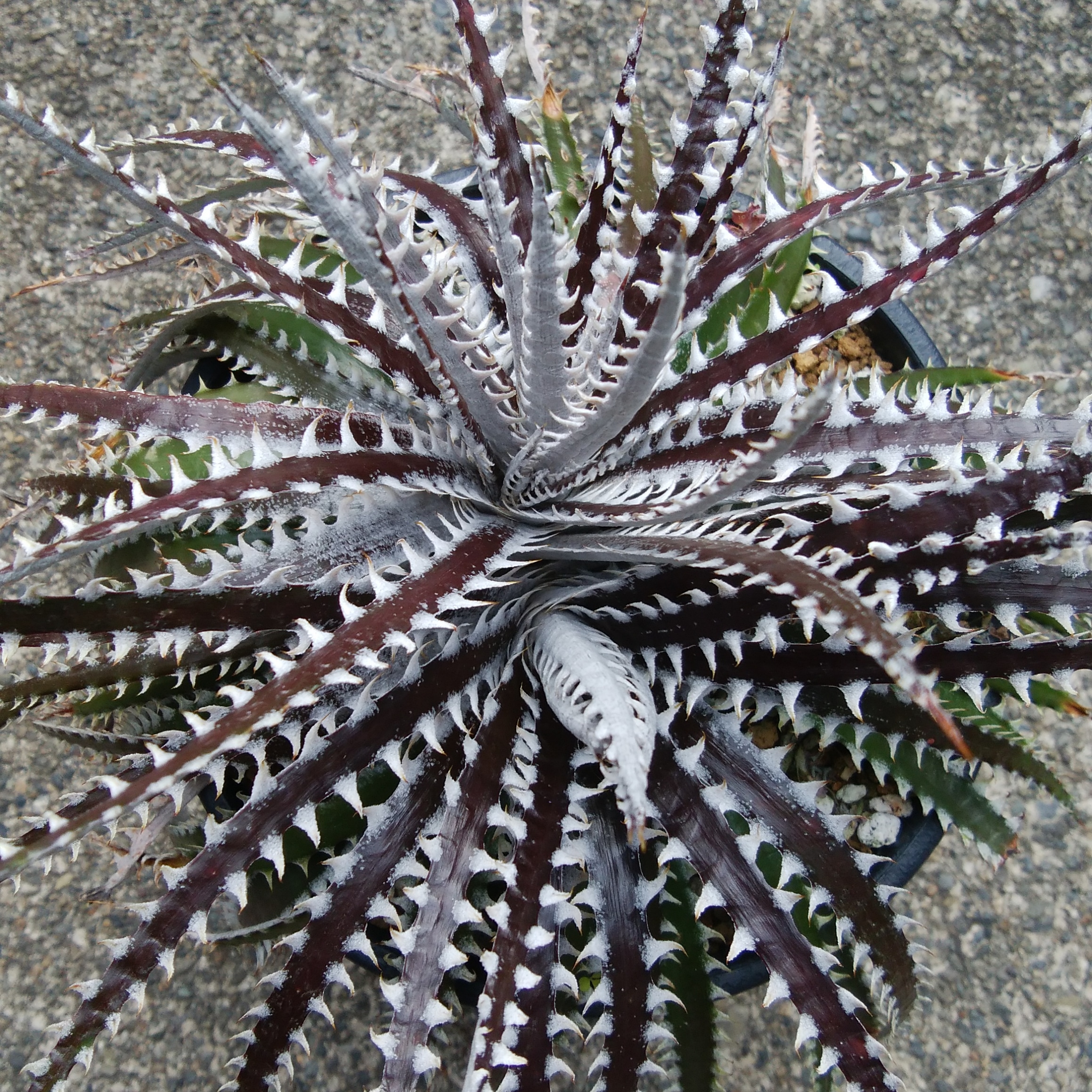 Dyckia Warren x Arizona #4 Bill Baker Forks Over Knives : Plant