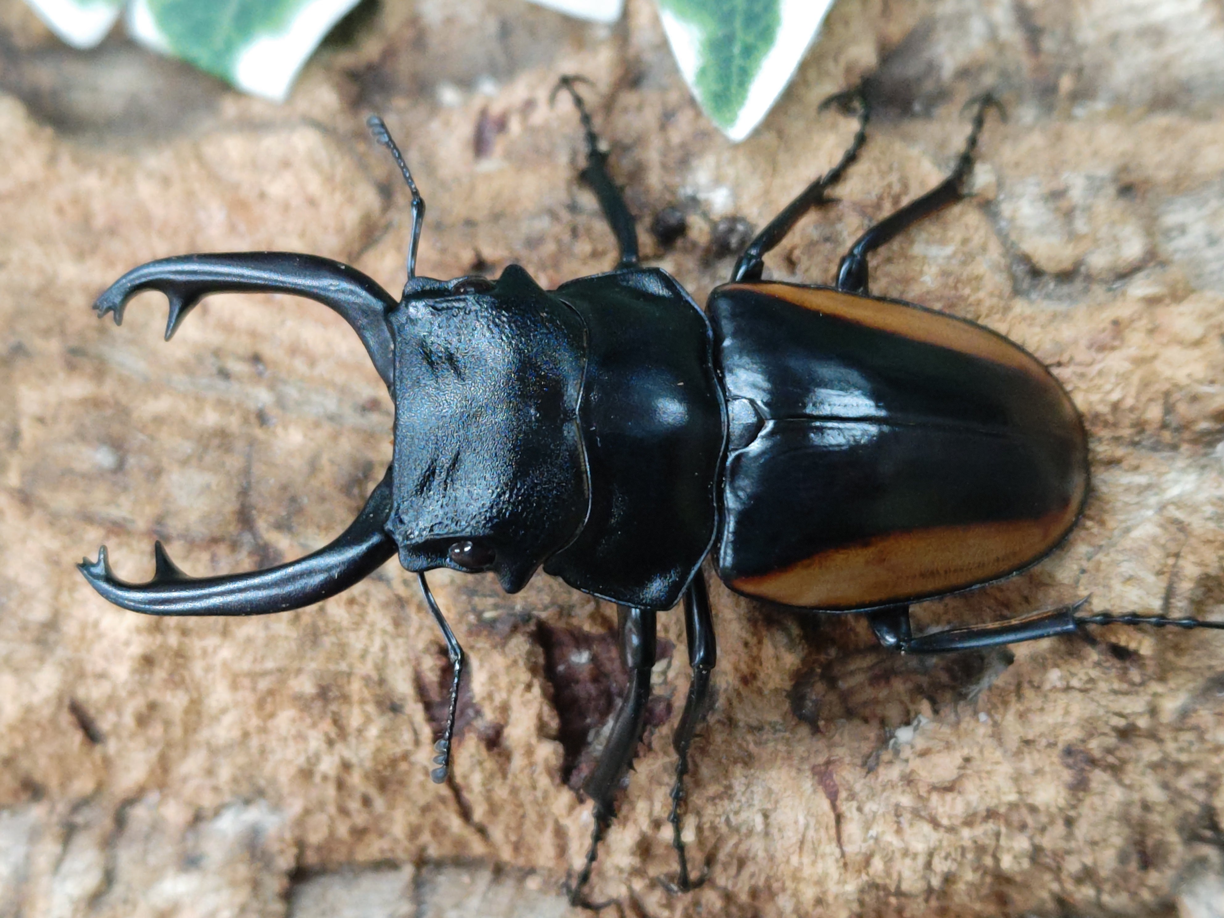 2025.5.2.新入荷!! – クワガタムシ・カブトムシ昆虫専門店COLORS