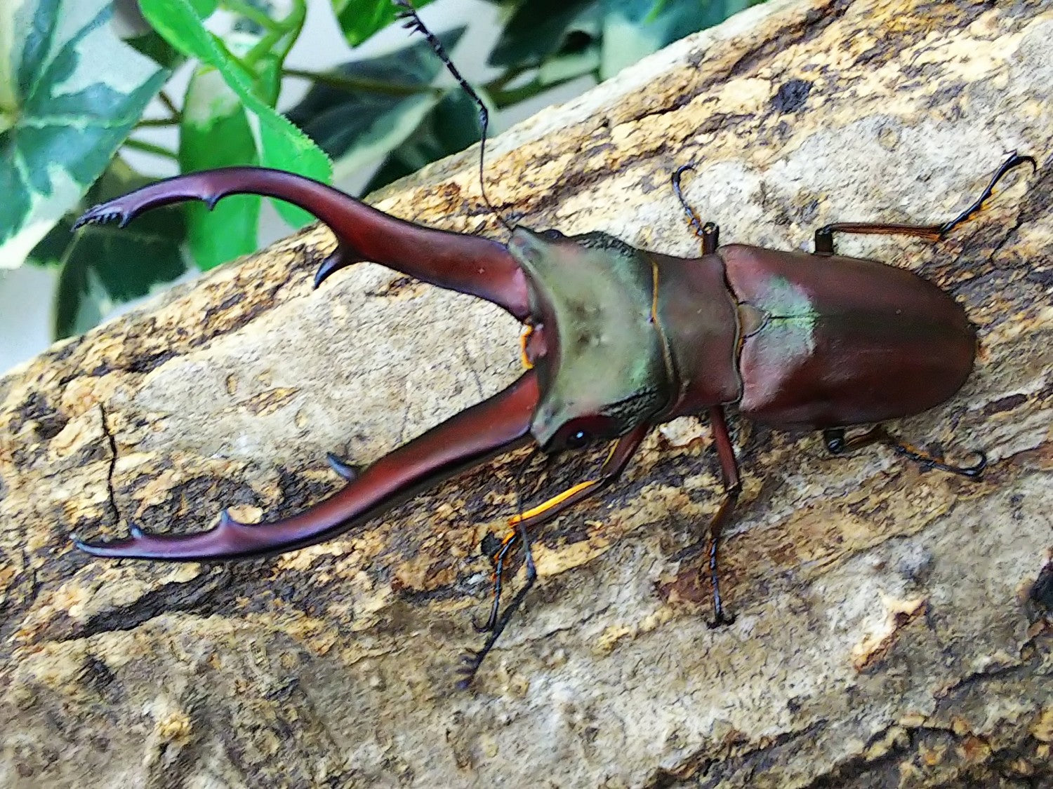 インペラトールホソアカクワガタ – クワガタムシ・カブトムシ昆虫専門