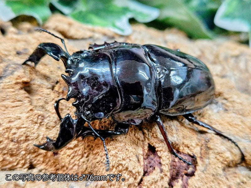 タランドゥスオオツヤクワガタ コンゴ 産 ペア（累代CB ♂67mm 2025/12