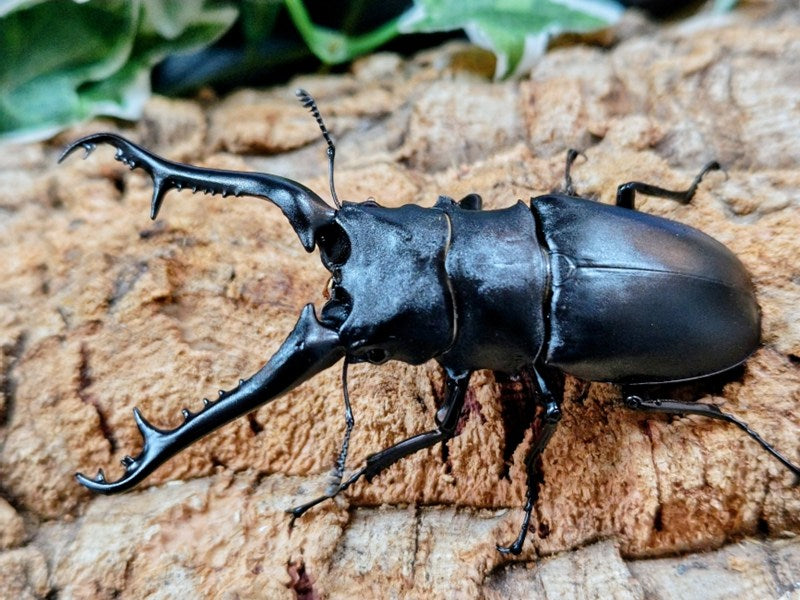 ギラファノコギリクワガタ(亜種ケイスケ) インドネシア ロンボック島産