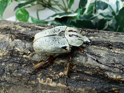 シンジュオオツノハナムグリ タンザニア タンガ州Mt.ウサンバラ