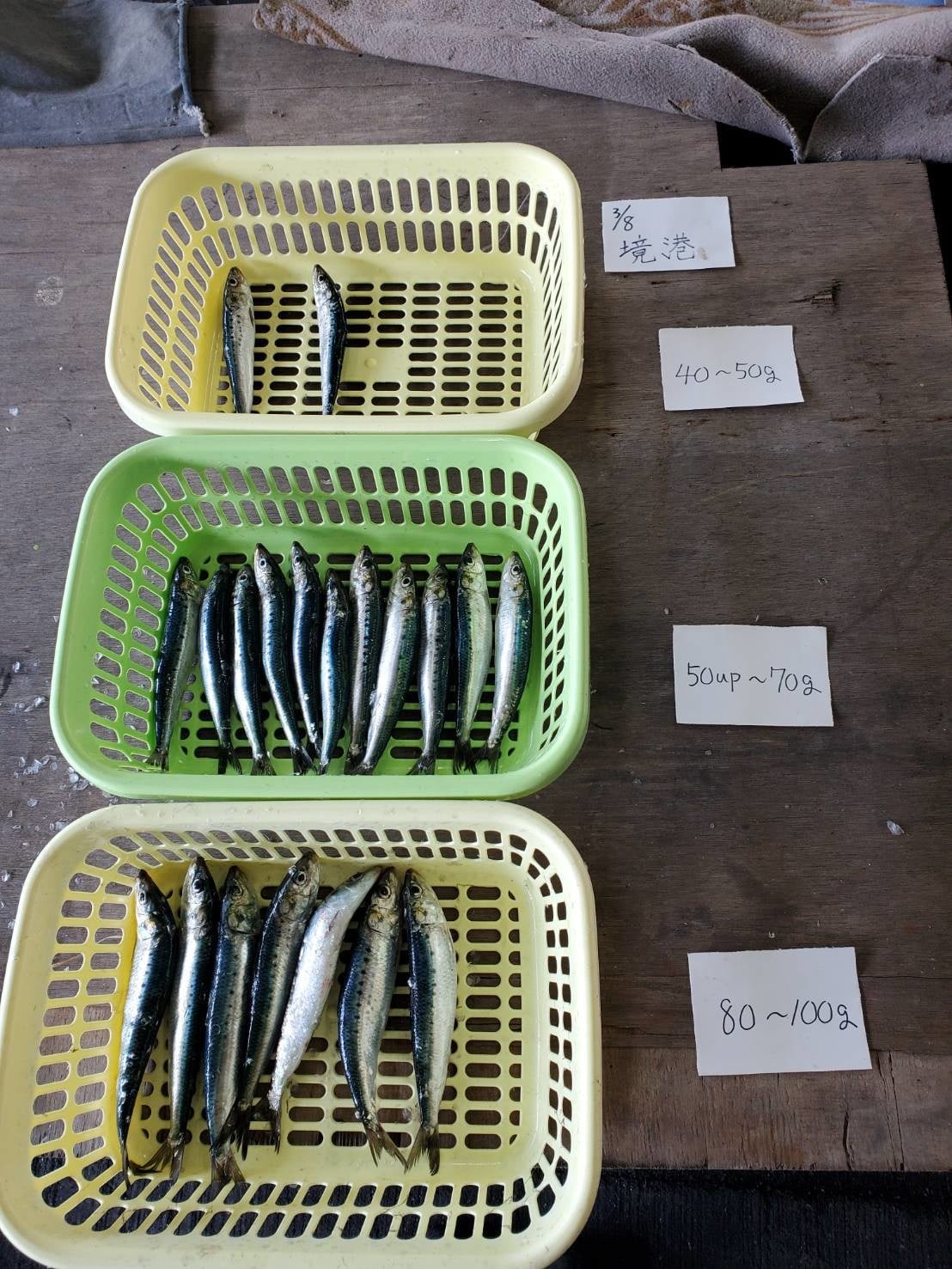 イワシが大漁です！