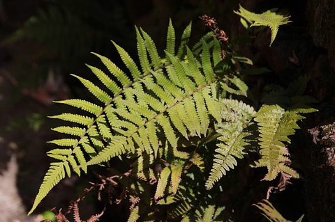 授業で見せたい動画58 胞子の飛ばし方②イヌケホシダ | ふたばのブログ