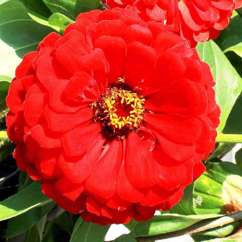 Zinnia, Giant Double Scarlet Flame Seeds | Colorful Cut Flowers