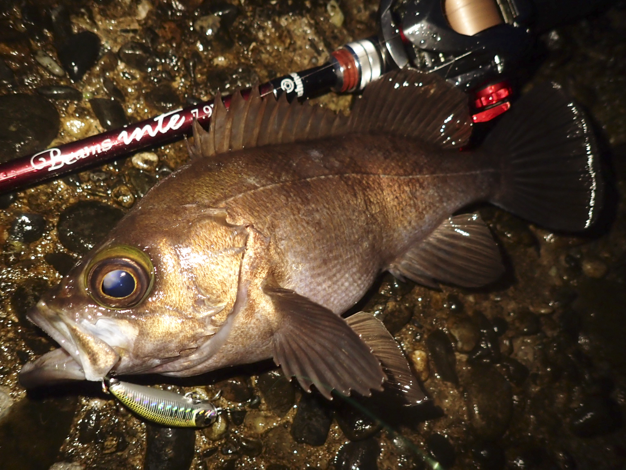 ビームス インテ 7.9 ulでハイシーズンを楽しむ。 - Fishman