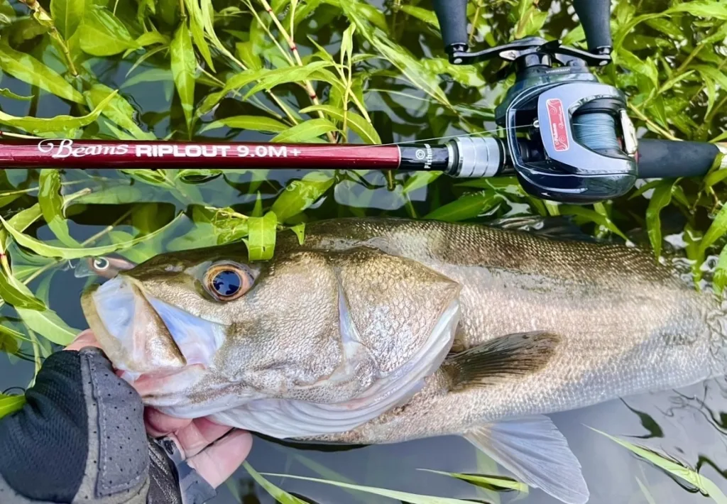 フィッシュマン ビームスリプラウト7.8ML Fishman Beams RIPLOUT 7.8ML