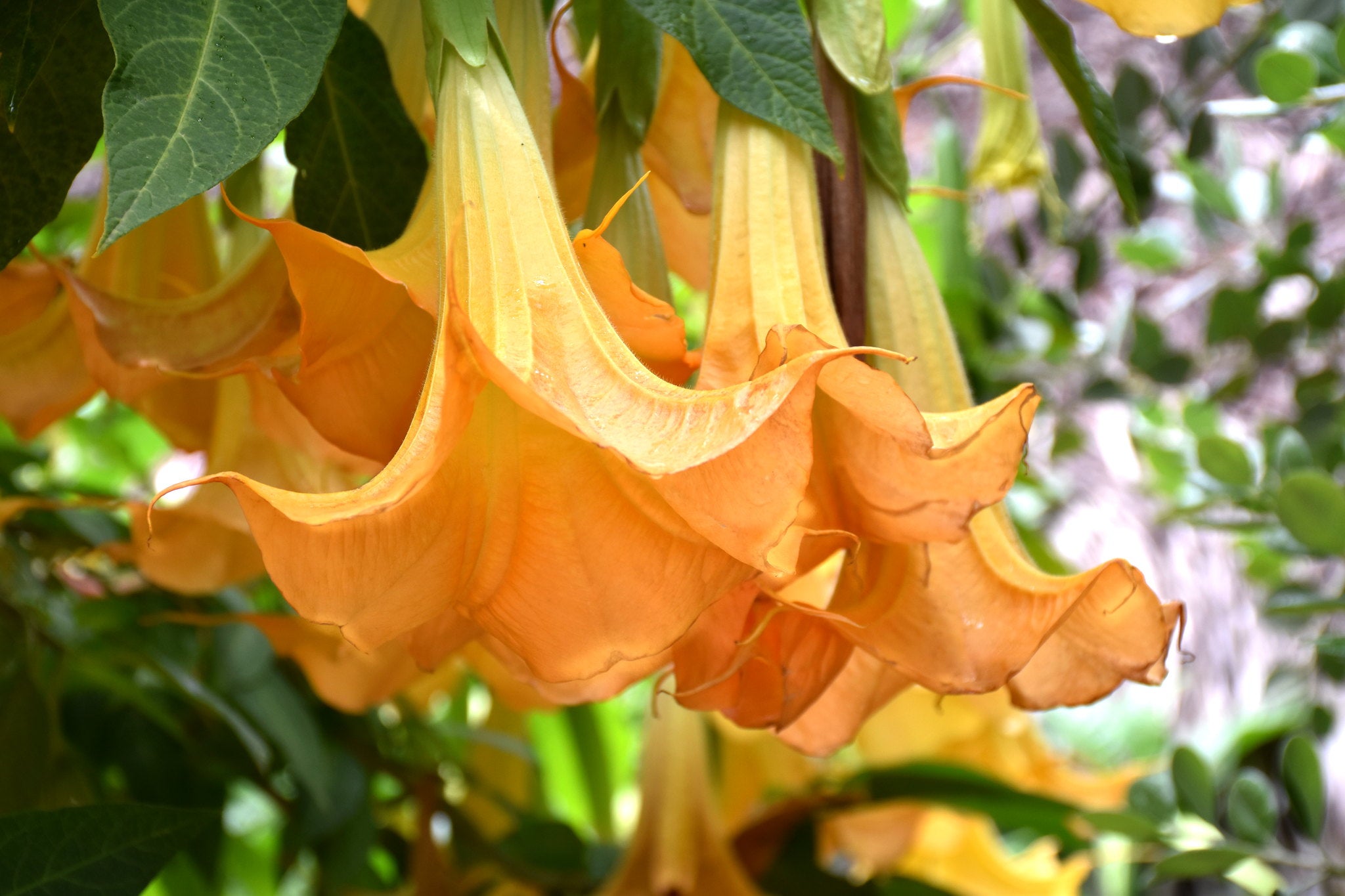 Orange Angel's Trumpet Brugmansia suaveolens 5 Seeds – R&B