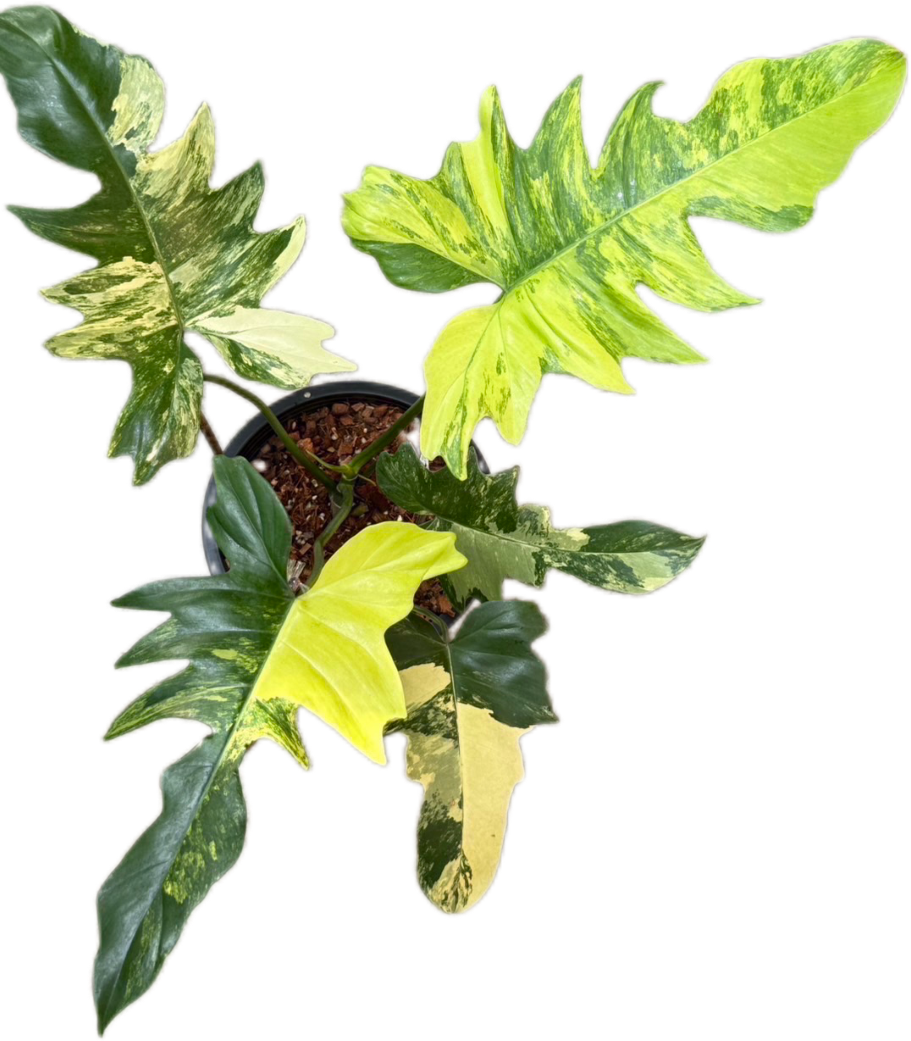 Buy Philodendron Florida Beauty x Mayoi H… | Thailand Export