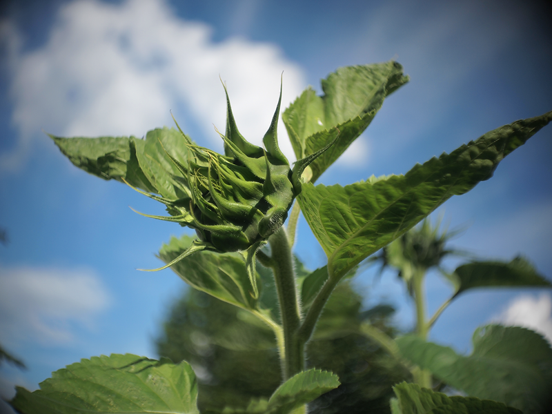 Bell & Howell Co. Super Comat 25mm f1.9 + 1 inch version