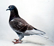 代表種鳩 - 静岡のレース鳩仲間のHP