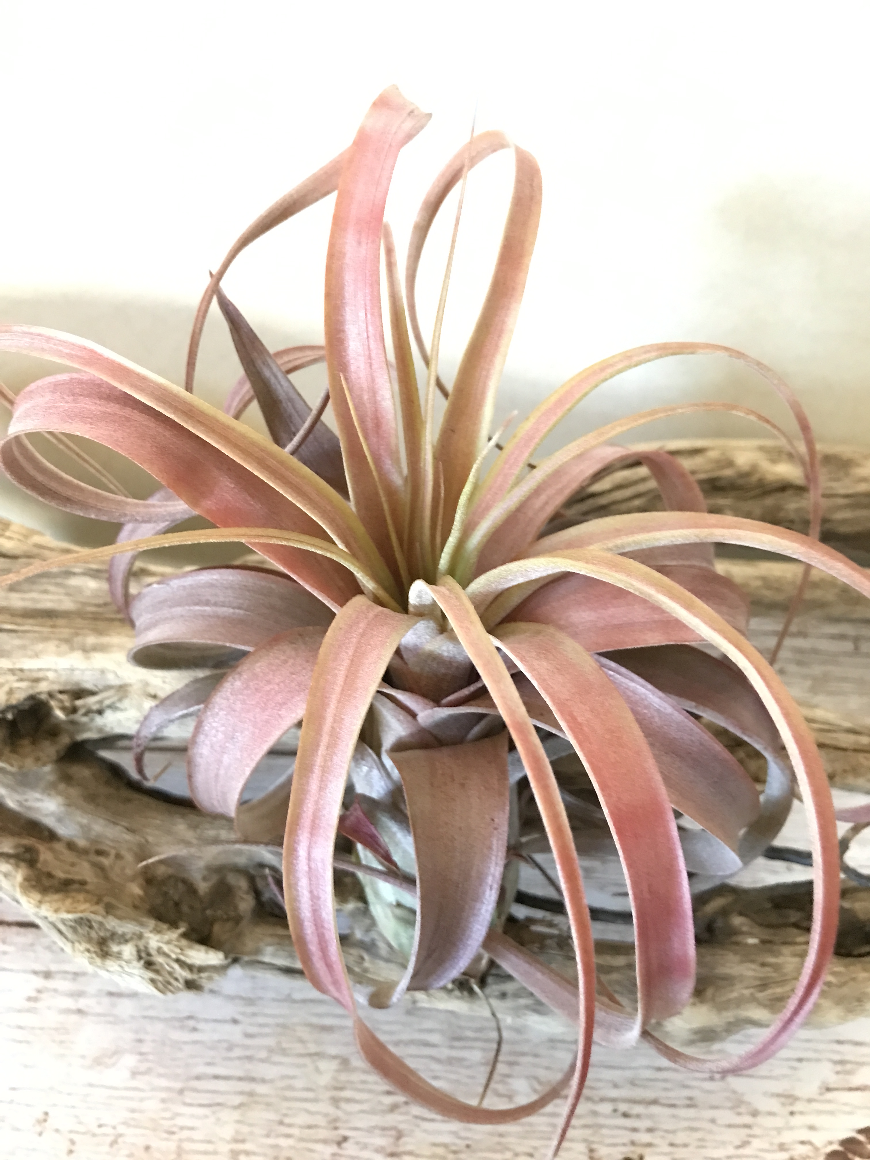チランジア・ ラブノット Tillandsia Love Knot (T. capitata x T