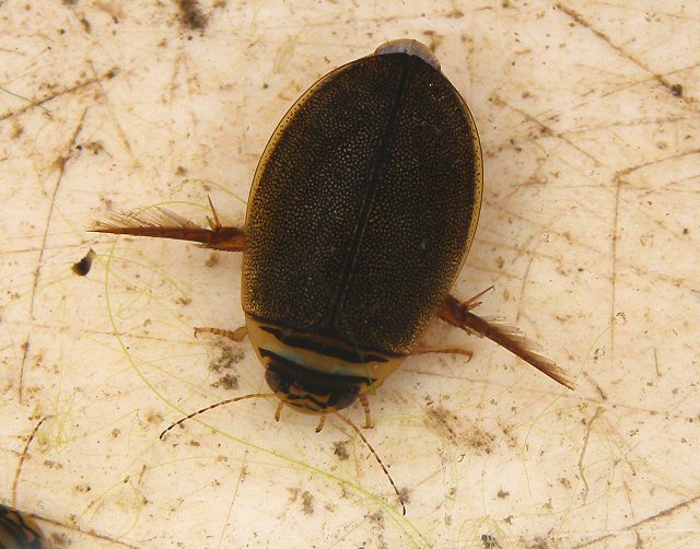 北海道生物図鑑「カラフトマルガタゲンゴロウ」