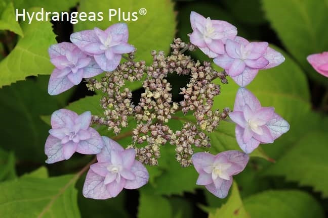 Hydrangea Serrata Miyama Yae Murasaki – Hydrangeas Plus
