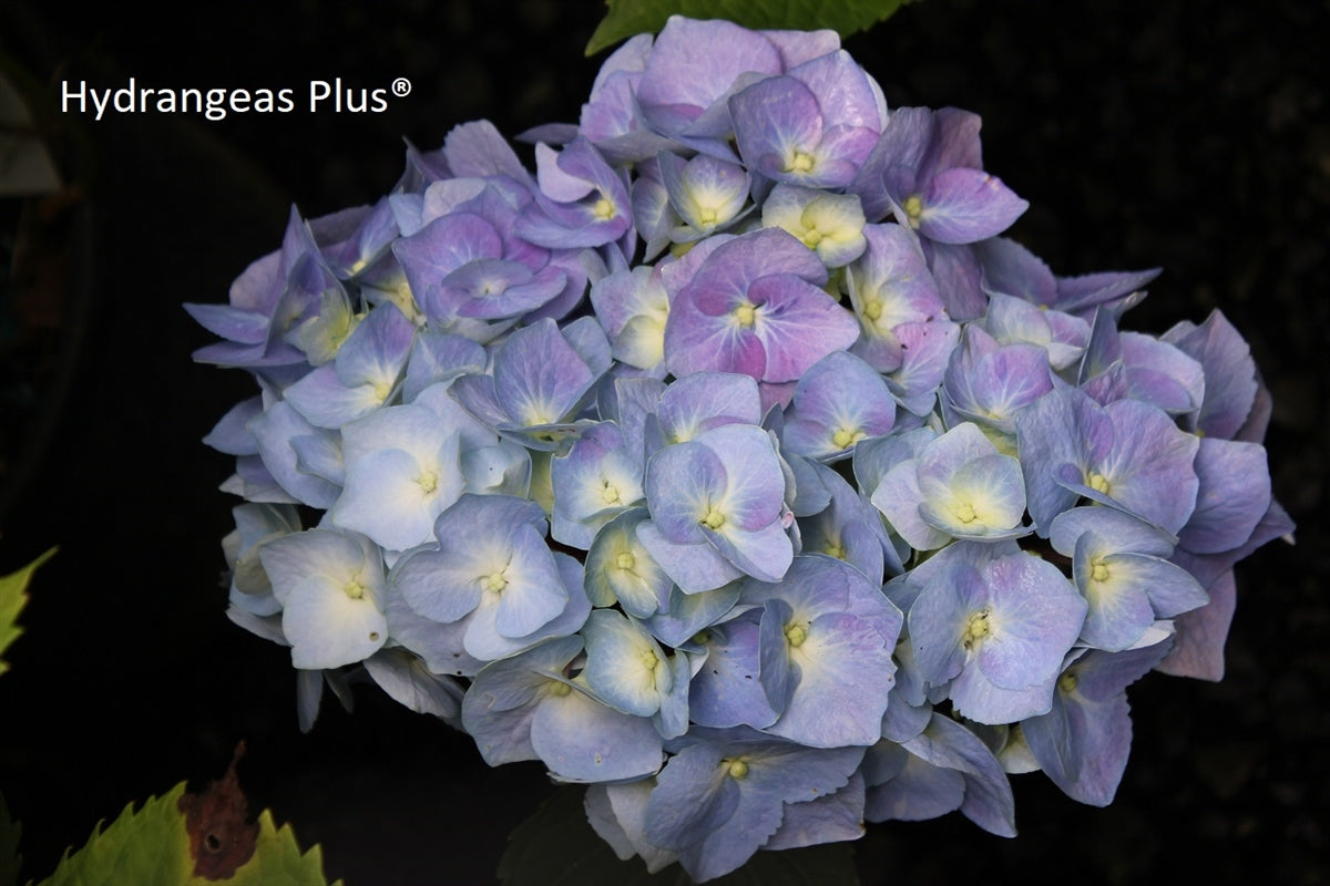 Hydrangea Macrophylla Peacock (Onyx) – Hydrangeas Plus