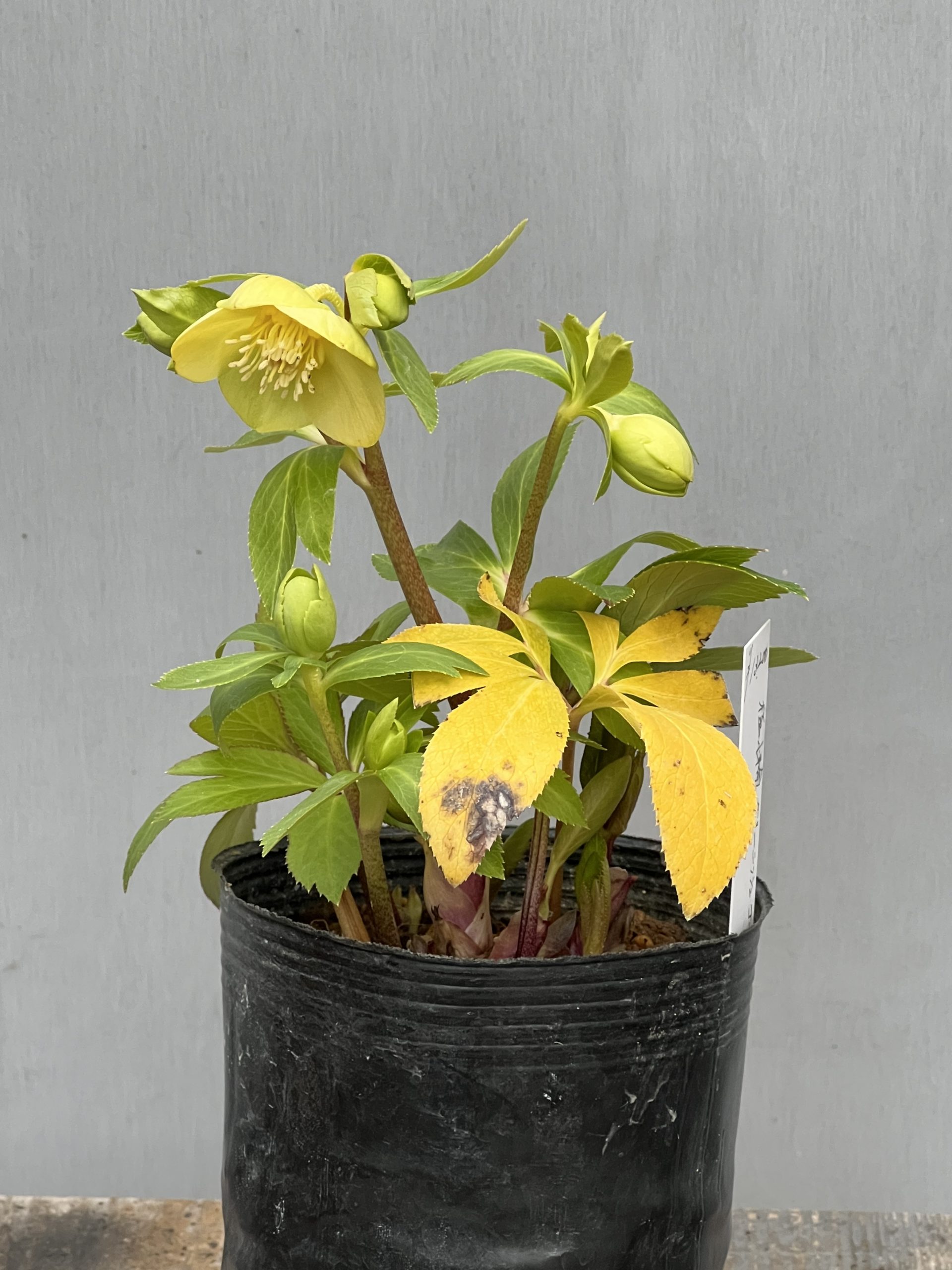 大木ナーセリークリスマスローズ第2弾入荷‼︎ – 【公式】花伝 | 福岡県