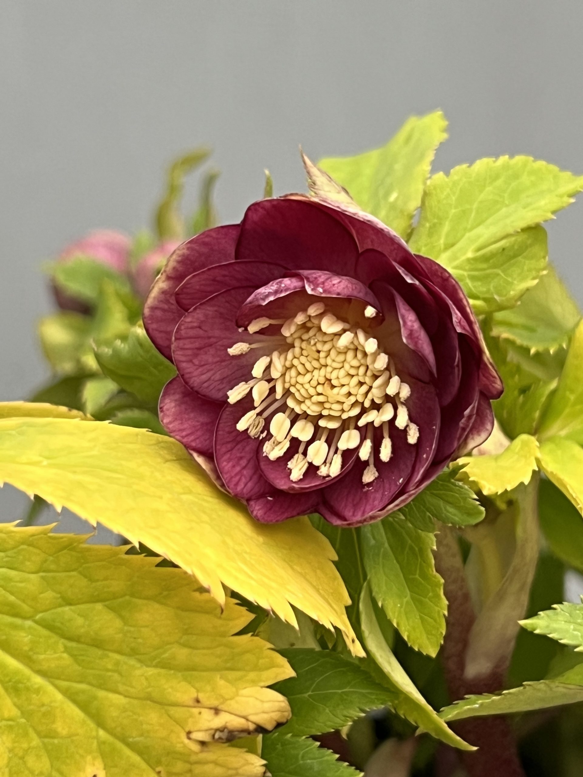 大木ナーセリークリスマスローズ第2弾入荷‼︎ – 【公式】花伝 | 福岡県