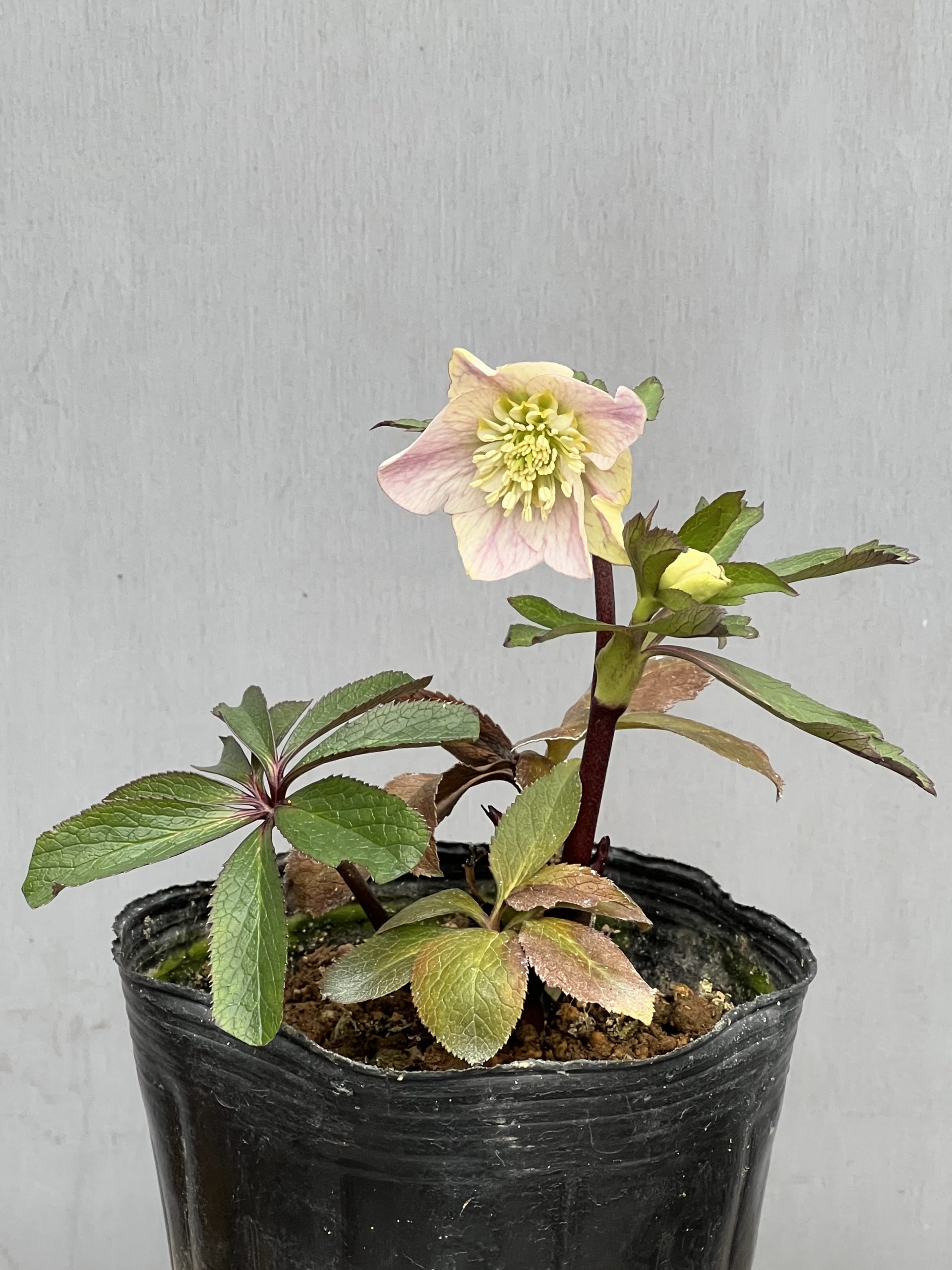 大木ナーセリークリスマスローズ第2弾入荷‼︎ – 【公式】花伝 | 福岡県