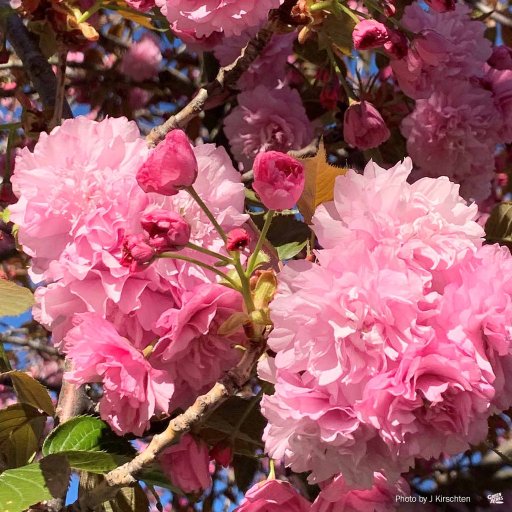 Flowering Cherry 'Kwanzan' — Green Acres Nursery & Supply