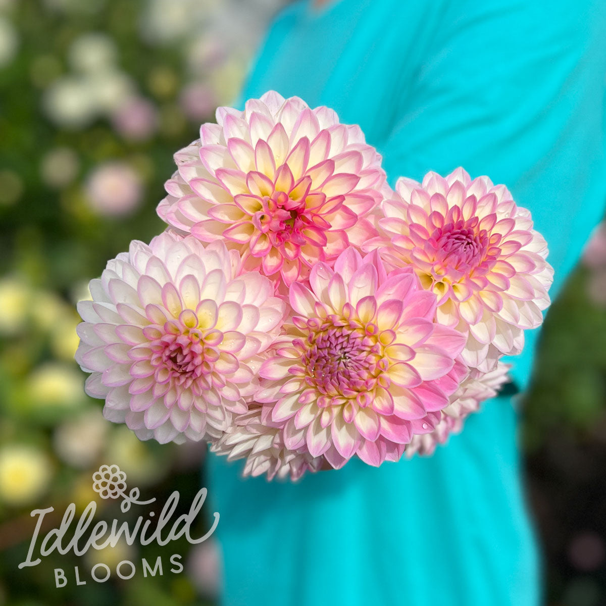 Arbatax – Idlewild Blooms