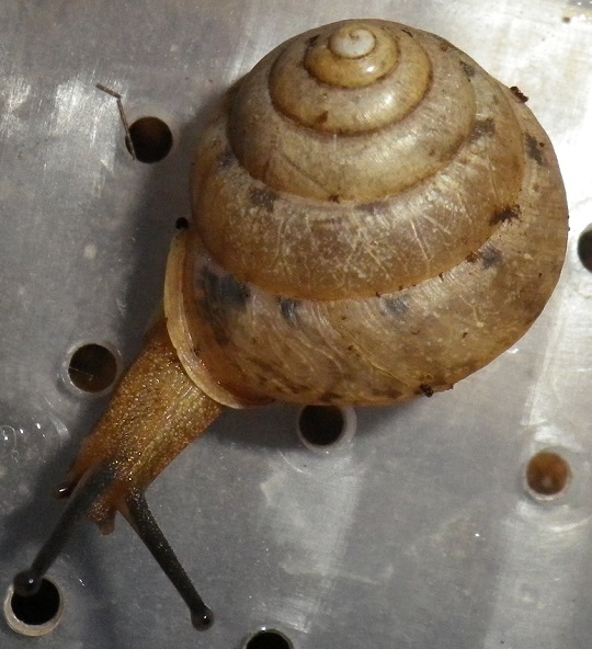 ニッポンマイマイ | 萌萌虫雑記帳