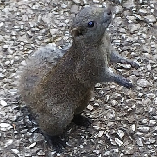 タイワンリス | 萌萌虫雑記帳
