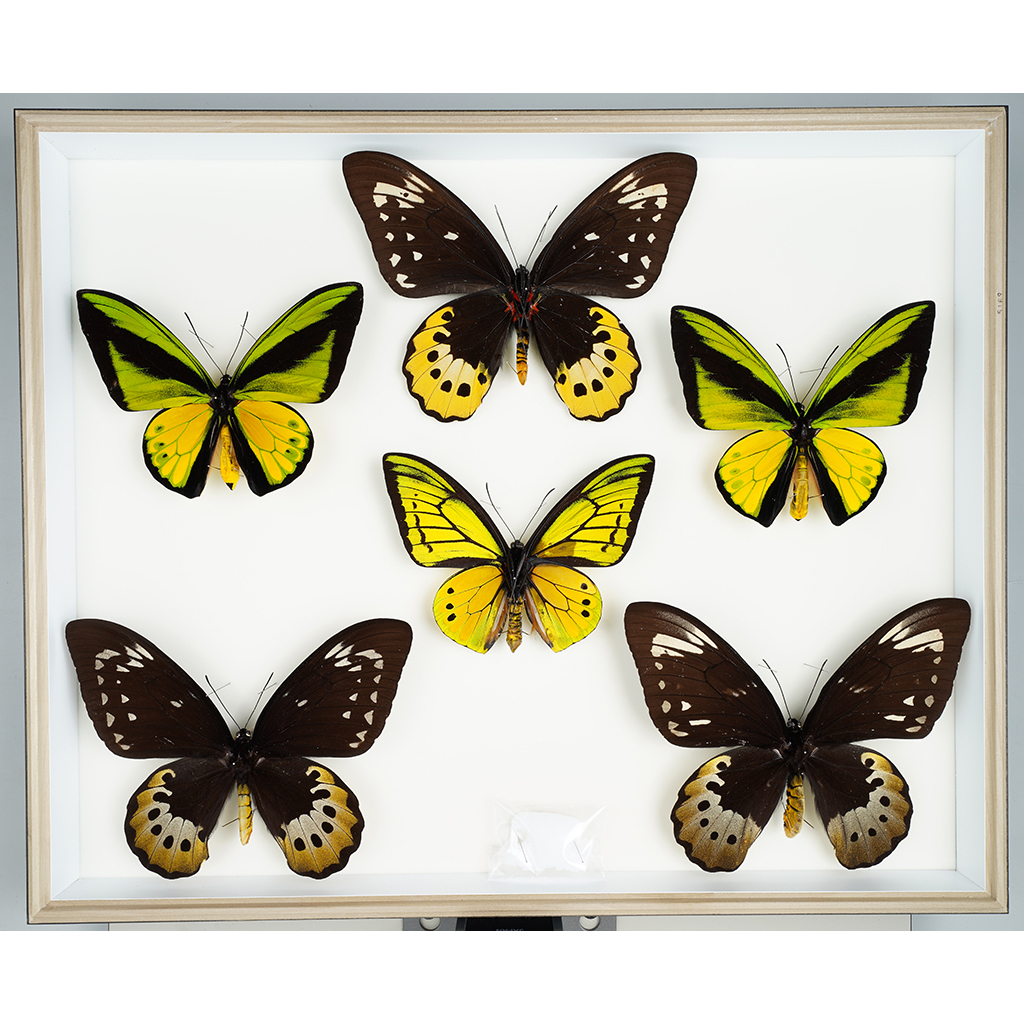 九大博物館 | ゴライアストリバネアゲハ (アゲハチョウ科