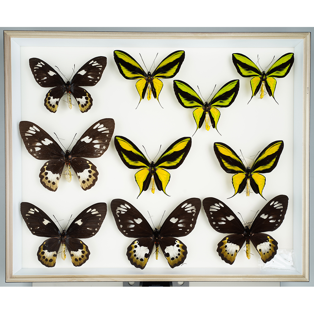 九大博物館 | ゴクラクトリバネアゲハ （アゲハチョウ科