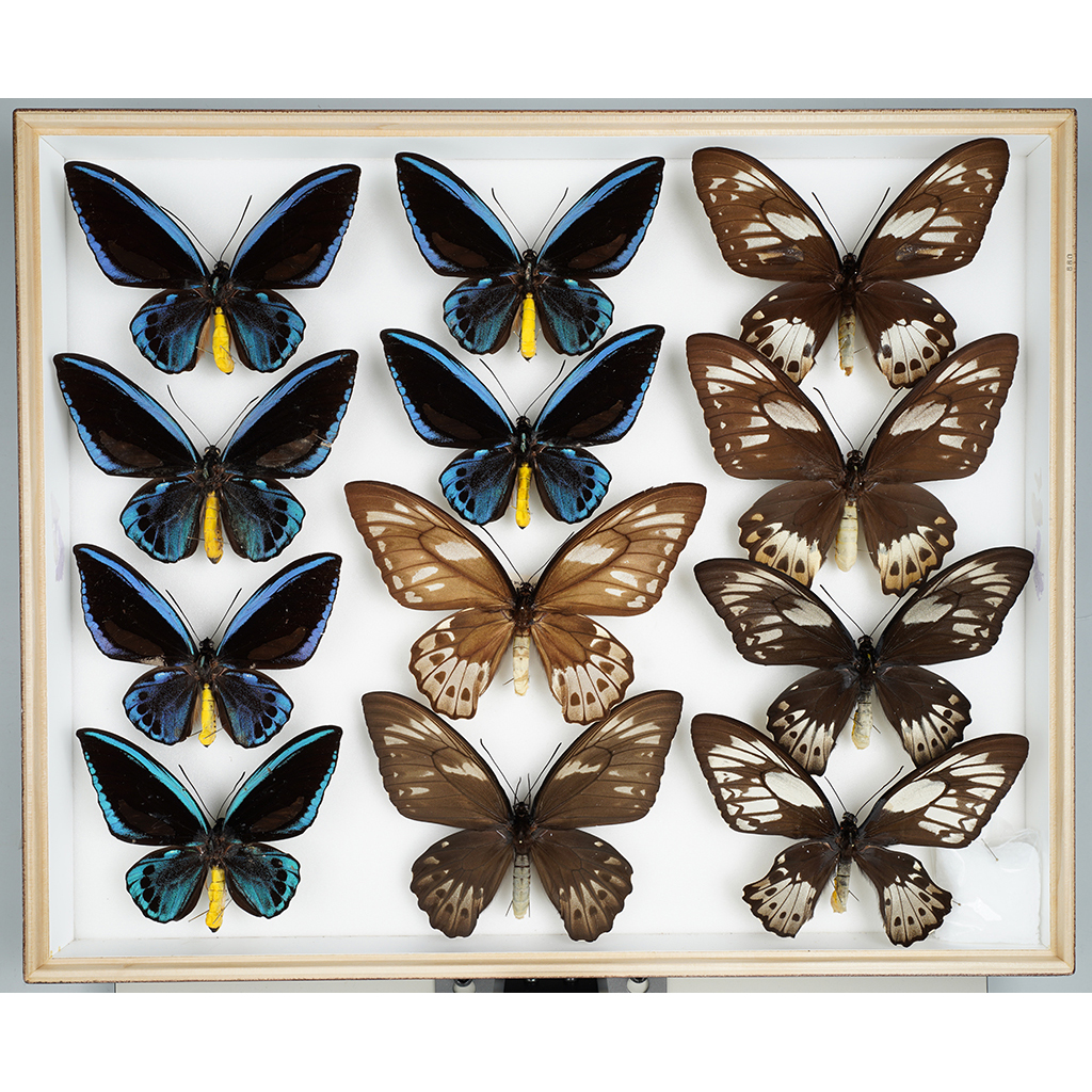 九大博物館 | アオメガネトリバネアゲハ (アゲハチョウ科