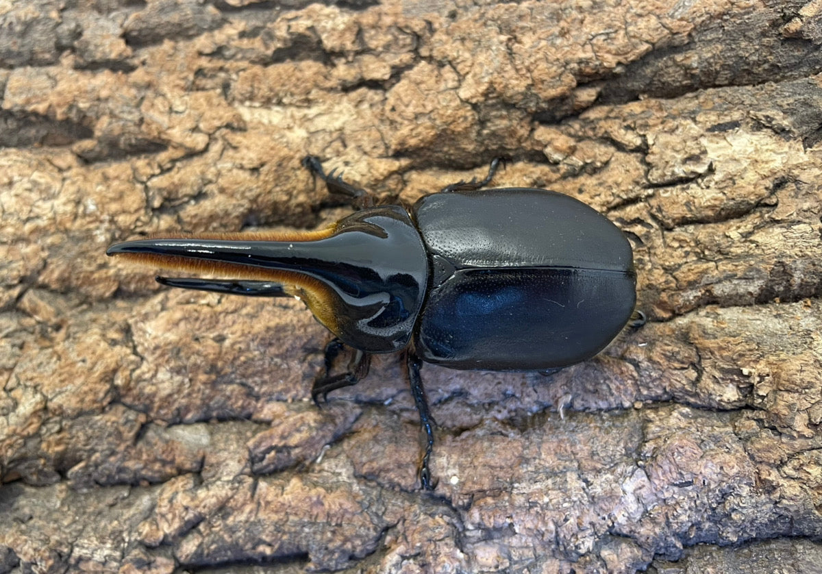 昆虫標本 大型サタンオオカブト103mm 飼育個体 昆虫標本 大型サタン