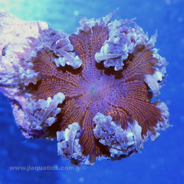 Rock Anemone - Ultra | JLAquatics Canada – J&L Aquatics Ltd.