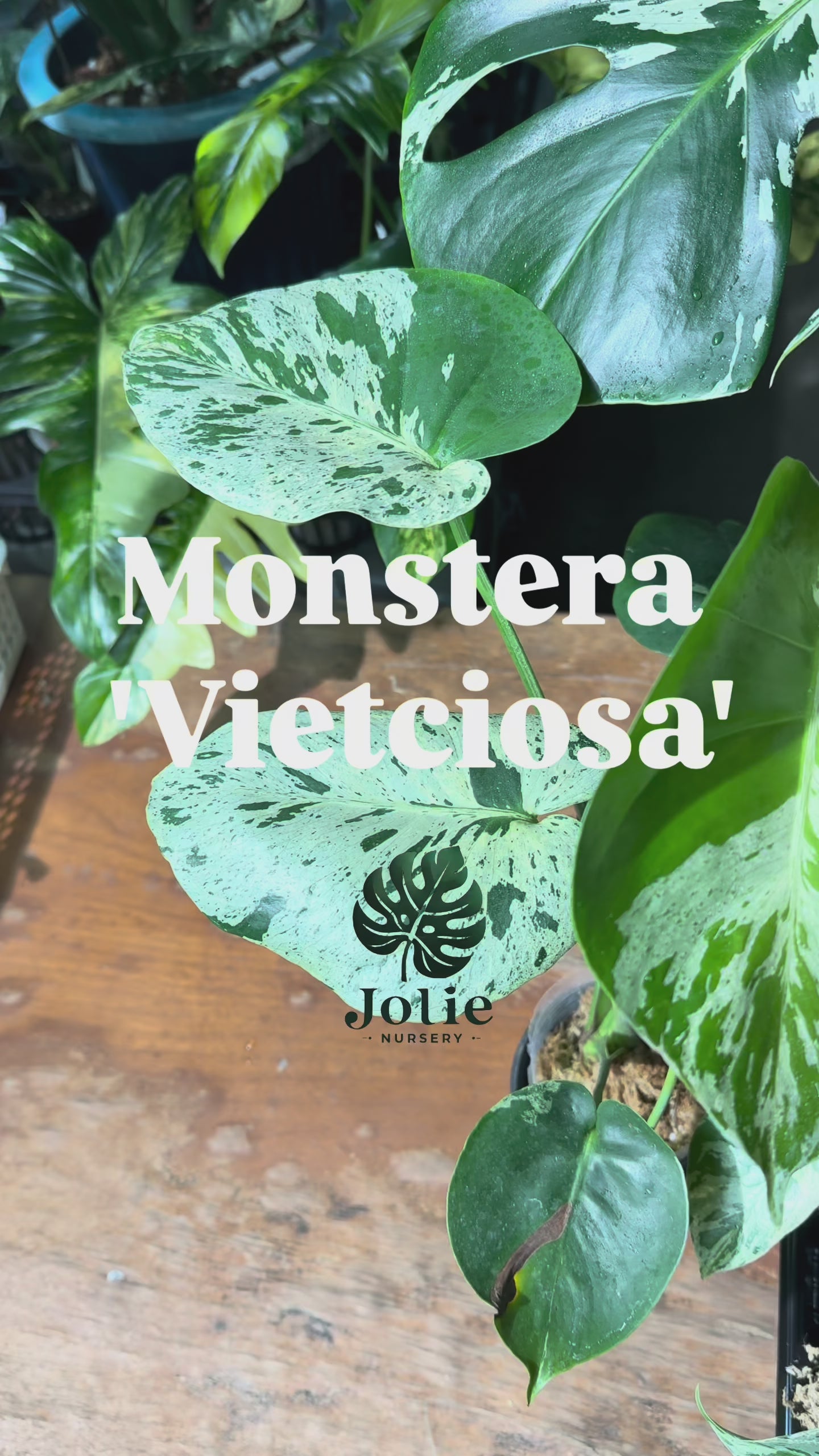 モンステラ デリシオーサ ベトシオーサ – JolieNursery