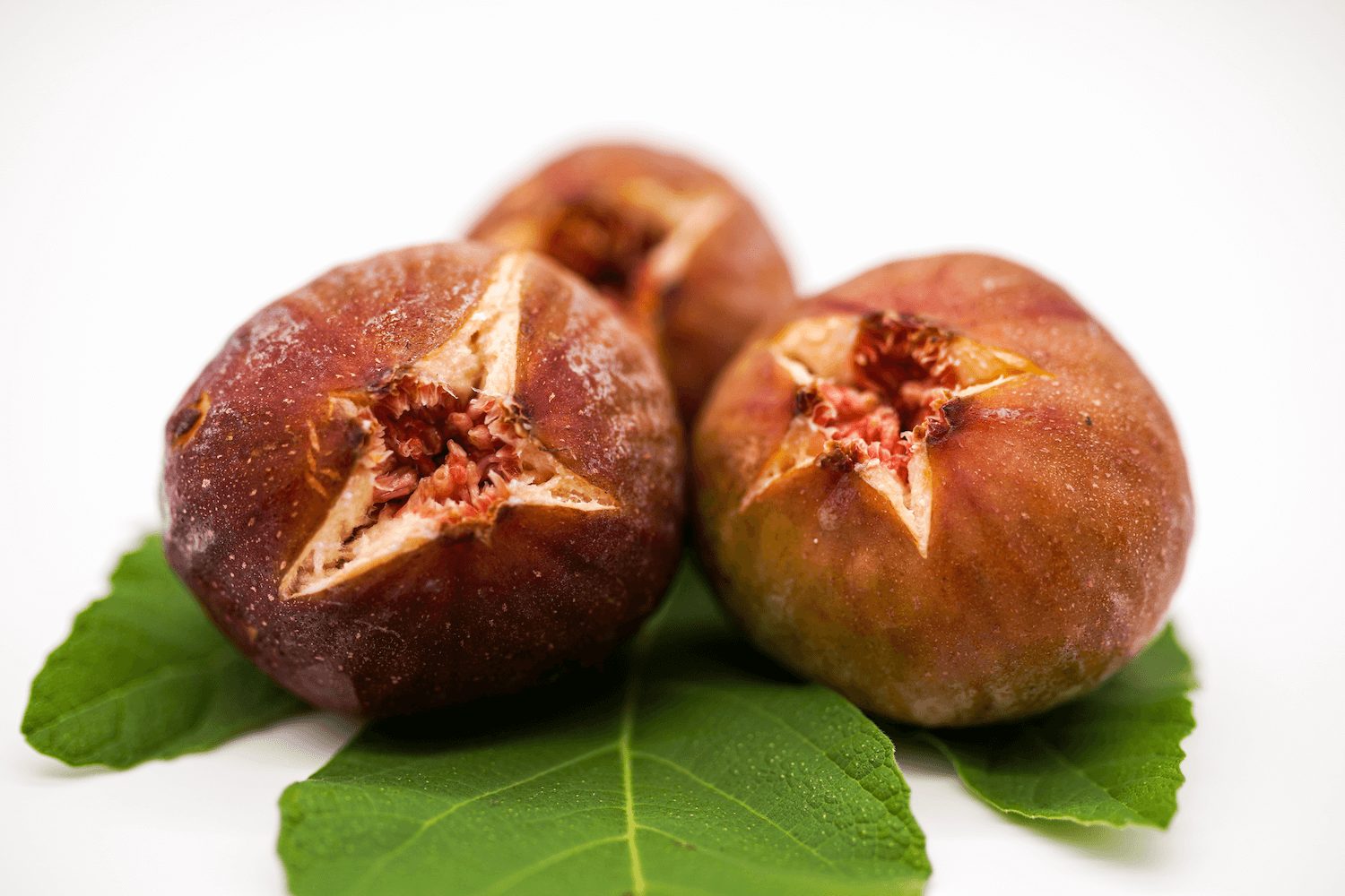 多岐のいちじく | 蔵庭 | KURANIWA（島根県江津市）