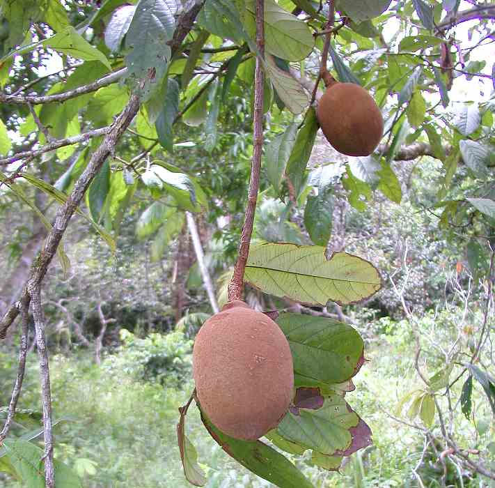 果物歳時記／クプアス