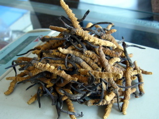 冬虫夏草 - 漢方専門 後楽堂薬局（東京）