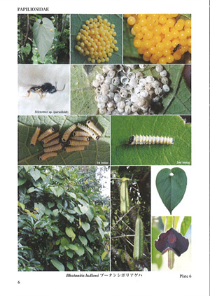 アジア産蝶類生活史図鑑