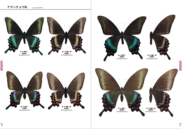 完本 北海道蝶類図鑑