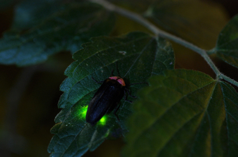 夏の風物詩 ホタル観賞 | KAGOSHIMA Visitors' GUIDE | 鹿児島
