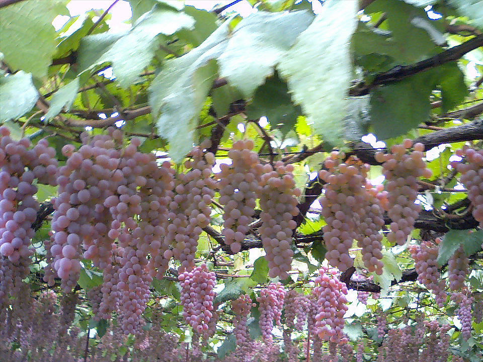 ブドウをつぶして放っておけば勝手にワインになります